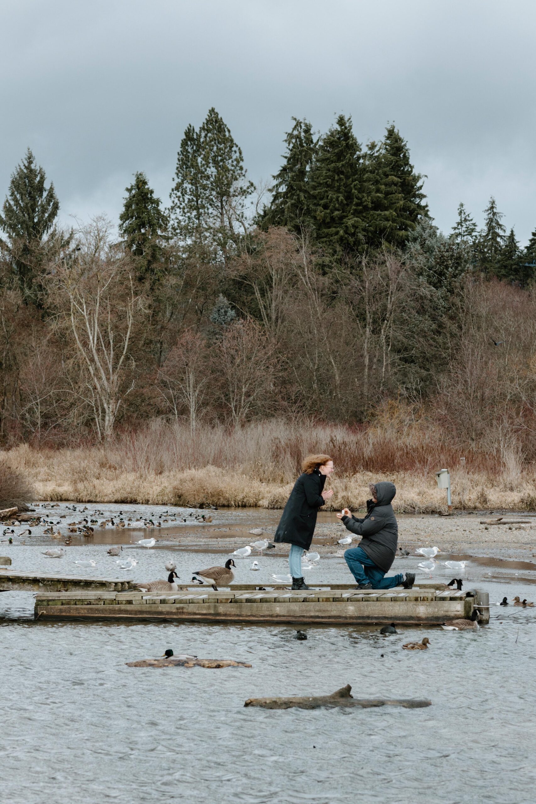 man proposes to woman on the dock surrounded by ducks on a cold winter day